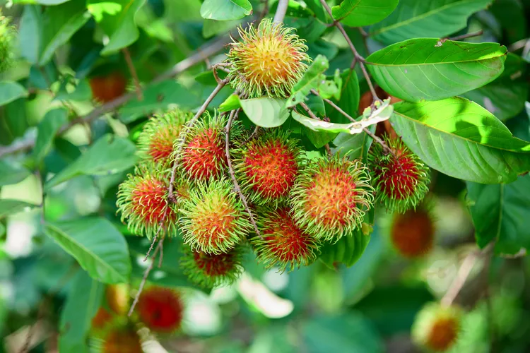 rambutan plant