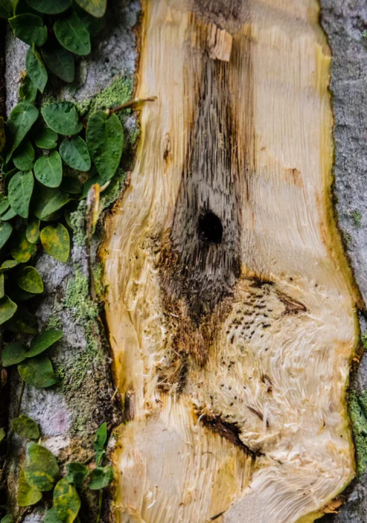 Home tree natural infect 1mp 1024x1024 (1)