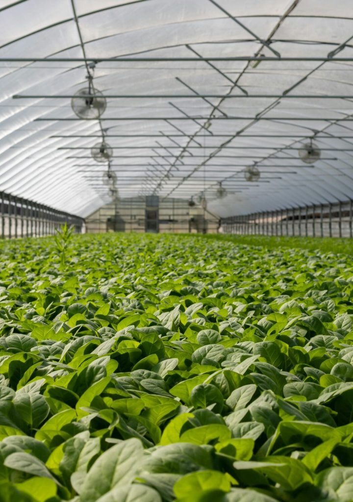 Home pexels nc farm bureau mark 2886937