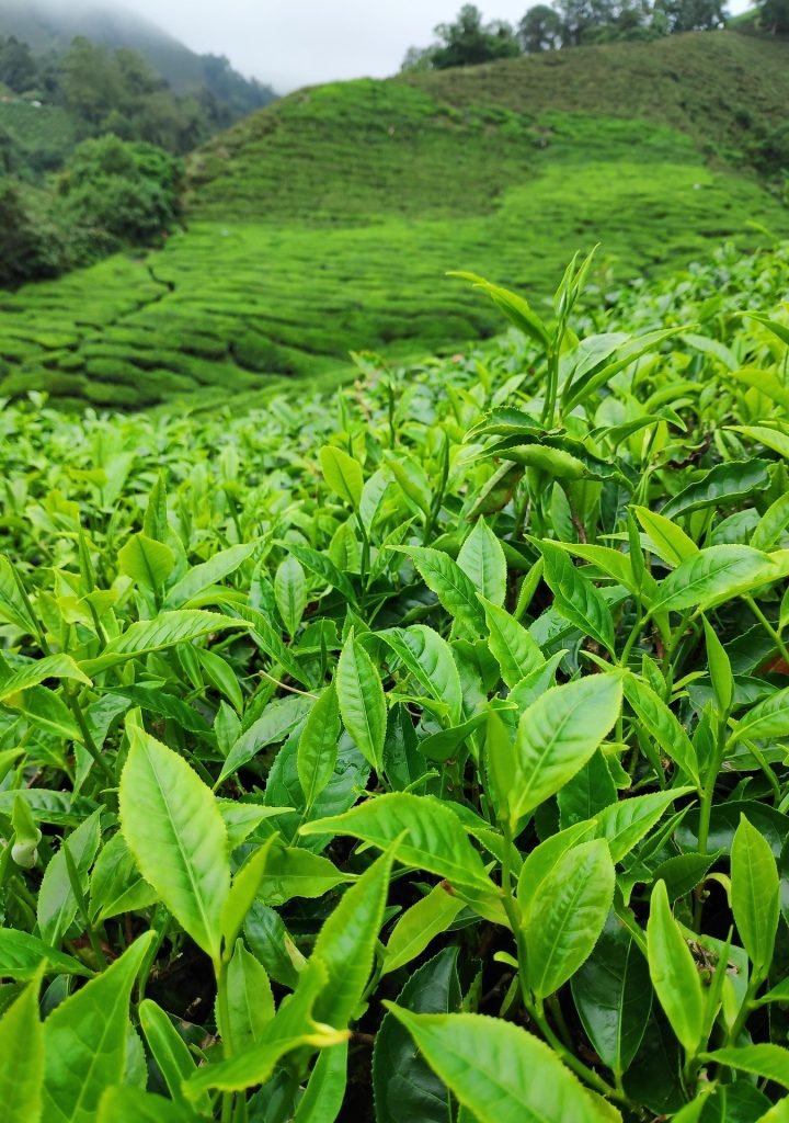 tea plantation 4684410 1920